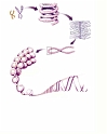 Slika DNA RM